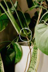 Monsteras love medium to bright indirect light. How To Propagate Your Monstera Deliciosa House Fur