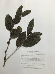 Image result for Drypetes arguta