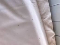 Do bed bug mattress covers work? Bed Bug Mattress Cover Help Eliminate Them Sunnystate
