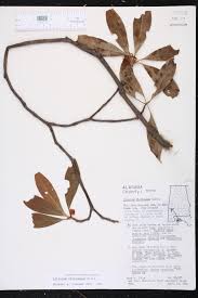 Ellis family illiciaceae  (stored under name); Illicium Floridanum Species Page Isb Atlas Of Florida Plants