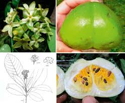 Image result for Voacanga chalotiana