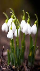 Waite Flow Mobile9 White Flowers Types Of White Flowers Beautiful Flowers
