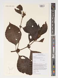 Image result for Leptactina arborescens