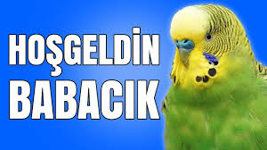 Muhabbet Kusu Konusturma Egzersizi Hosgeldin Babacik Sesi Youtube