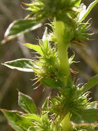 Image result for Amaranthus dinteri