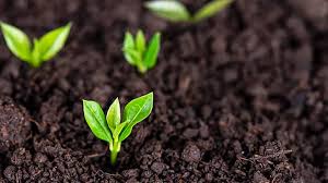 What Are the Things Plants Need to Grow? Essential Tips for Robust Growth –  Forestry.com