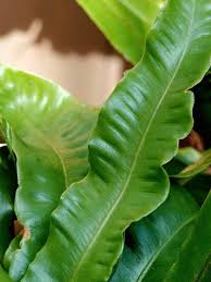 Image result for Pteris cretica
