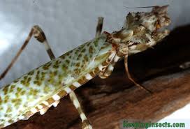 Image result for Blepharis dunensis