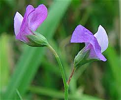 Image result for Lathyrus hirsutus