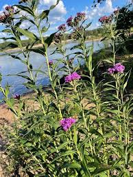 Image result for Vernonia undulata