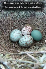 Birds And Their Eggs Pictures These Eggs Shed Light On A Battle Of Wits Between Cowbirds And Mockingbirds Bird Eggs Eggs Birds
