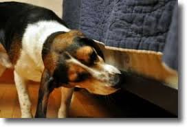 Check spelling or type a new query. La Detection Canine Des Punaises De Lit Avec Un Chien Renifleur Dectecteur France Punaises