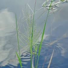 Image result for Leptochloa fusca