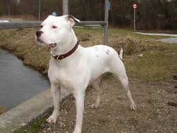 Black And White American Bulldog Mix American Bulldog Puppy Photo American Bulldog Bulldog Dog Bulldog