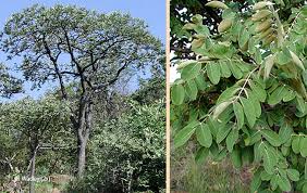 Image result for Lannea discolor