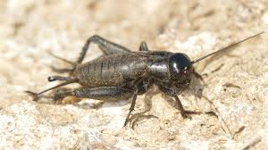 Camel crickets are from the same family as hollow crickets, and not the ordinary field cricket. How To Get Rid Of Crickets In The House Cricket Control Prevention