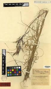 Image result for Aristida recta