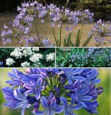 Image result for Sphaeranthus africanus
