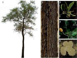 Image result for Balanites aegyptiaca