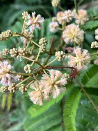 Image result for Acacia schweinfurthii