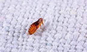 How long can flea larvae survive without a host? How Long Do Fleas Live Without A Host Or Food Bug Lord