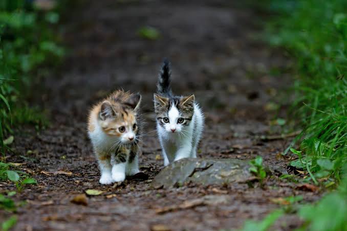День бездомних котів, відомий англійською як National Feral Cat Day
