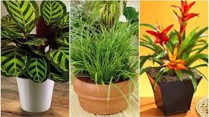 We did not find results for: 17 Plantes D Interieur Qui Poussent Sans Lumiere Du Soleil