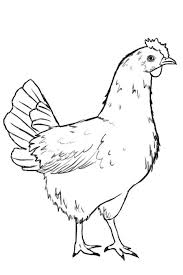 Image Result For Barnyard Chicken Drawing Animal Drawings Chicken Drawing Chicken Art