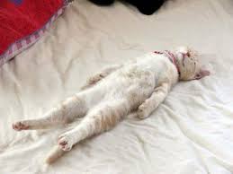 Sleeping Cat Cat Sleeping Positions Cat Sleeping Cats