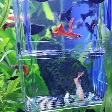 Discussion du forum dédié à la maintenance en aquarium de l'espèce poecilia reticulata (guppy). S M L Double Deck Clear Fish Breeding Isolation Box Aquarium Breeder Fish Tank Guppy Betta Fish Hatching Incubator Ryba House Aquariums Tanks Aliexpress