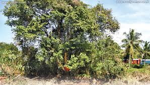 Image result for Crudia