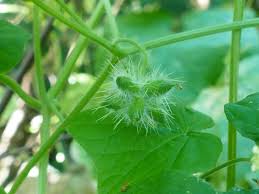 Image result for Sicyos