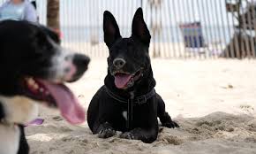 Maybe you would like to learn more about one of these? Happy National Rescue Dog Day Here Are Some Local Dog Rescues You Should Know About