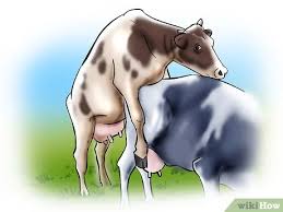 Read below for more info on how to get your passport fast. 3 Ways To Artificially Inseminate Cows And Heifers Wikihow