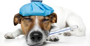 However, there are some other threats that can't afford. Pet Health Is A Combination Of Many Factors