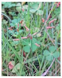 Image result for Fimbristylis complanata