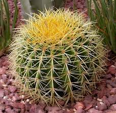 Looking to add a cactus to your home? Pin By Stem And Leaves On Cactus House Plants Cactus House Plants Flower Seeds Cactus Types