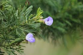 Image result for Psoralea glabra