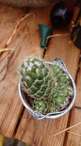 They spread quickly from plant to plant and it can be difficult to get rid of them. Cacti Succulents Mealybugs If You See White Fluff In The Crevices