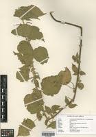 Image result for Acalypha psilostachya