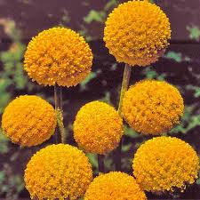 Maybe you would like to learn more about one of these? Drumstick Flower Seeds Planet Natural