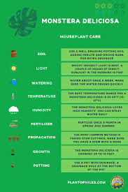 Monstera Deliciosa Plant Care Sheet Article Monstera Deliciosa Care Christmas Cactus Care Monstera Deliciosa