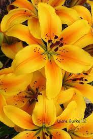 Lillies Planted 2012 Lilly Plants Yellow Flowers Beautiful Flowers