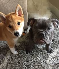 French bulldogs have erect bat ears and a charming, playful disposition. The Cutest Puppies Ever Shiba Inu Pup And Blue English Bulldog Puppy Shiba Shibainu Englishbulldog Cutest Puppy Ever English Bulldog Puppy Cute Puppies
