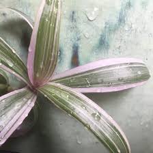 Maybe you would like to learn more about one of these? Tradescantia Spathacea Tricolor Xylem Rising