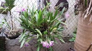 Image result for Whitfieldia brazzae