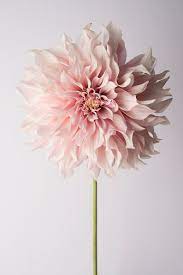 Pin On Wallpaper Nature Flowers