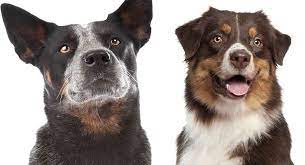 Because of their herding dog mentality, they can engage in barking regularly and have a high prey drive. Australian Shepherd Blue Heeler Mix