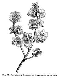Antique Botanical Prints Black And White Olddesignshop Floweringalmondbranchbw Jpg 2550 3300 Botanical Illustration Vintage Clip Art Vintage Vintage Botanical Prints