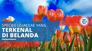 We did not find results for: Bunga Marigold Tegetes Erecta Tribunnewswiki Com Mobile
